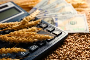 Dollar banknotes, calculator and wheat grains on wooden background farm business loan